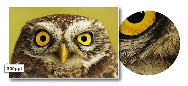  Owl - 300ppi